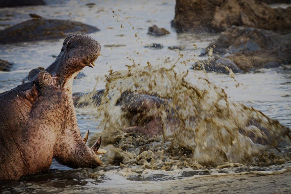 Scott Kasden 11 Retina Pool Hippo Yawning Hklhaw Photography Art | Kasdenphotography.art