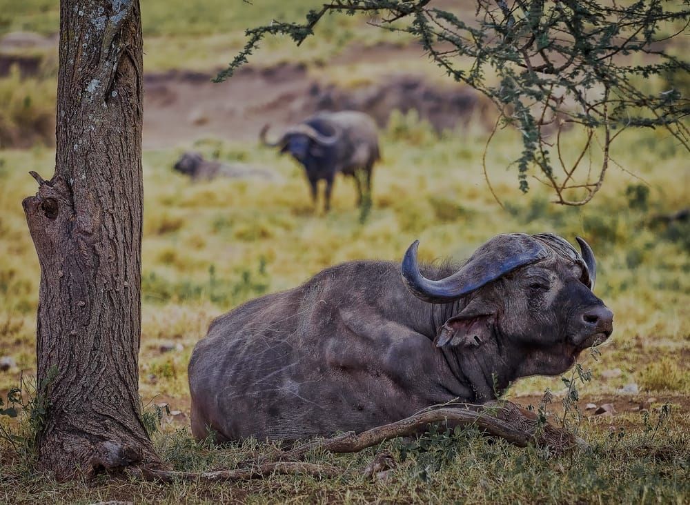 Scott Kasden | Shop Photo of cape buffalo lying under tree