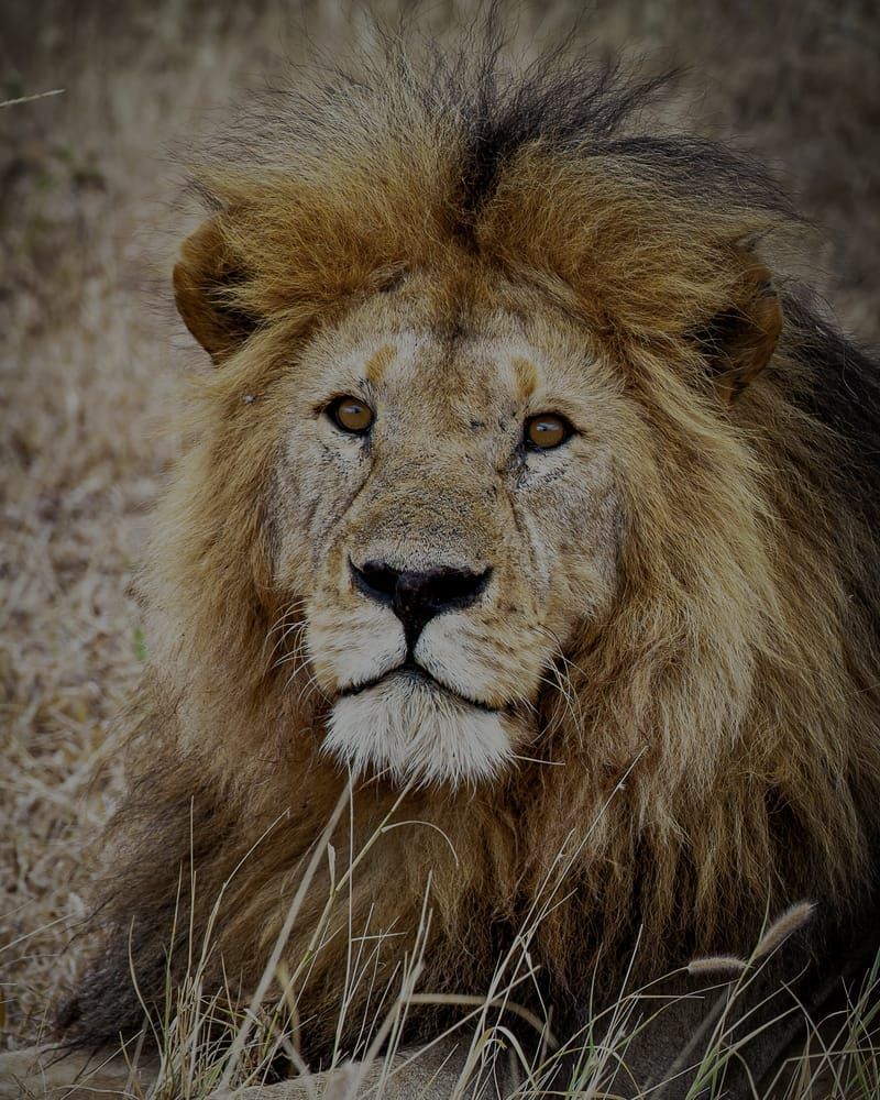 Lion   Eyes That Follow Photography Art | Kasdenphotography.art