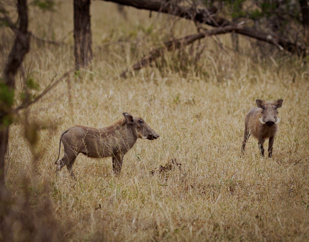 Warthogs Playing Photography Art | Kasdenphotography.art