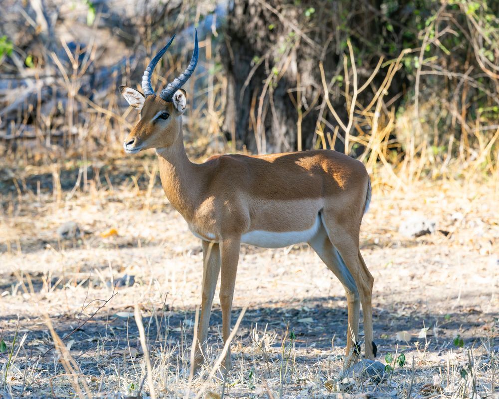 Impala Photography Art | Kasdenphotography.art