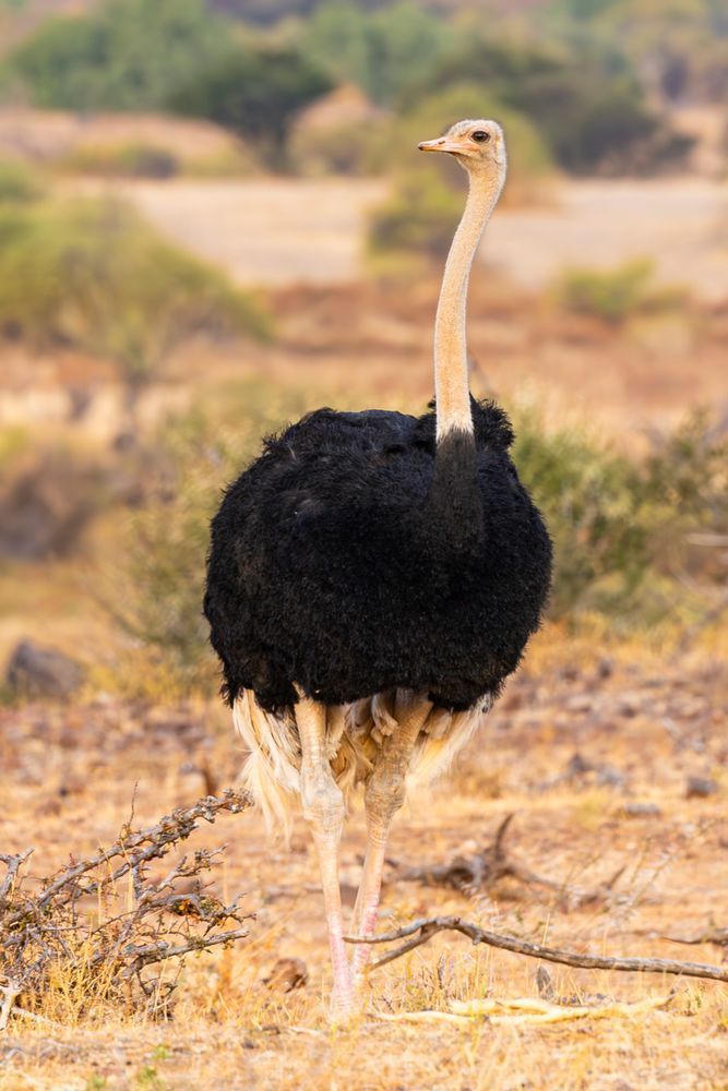 Scott Kasden | Shop Photo of watchful Male Ostrich