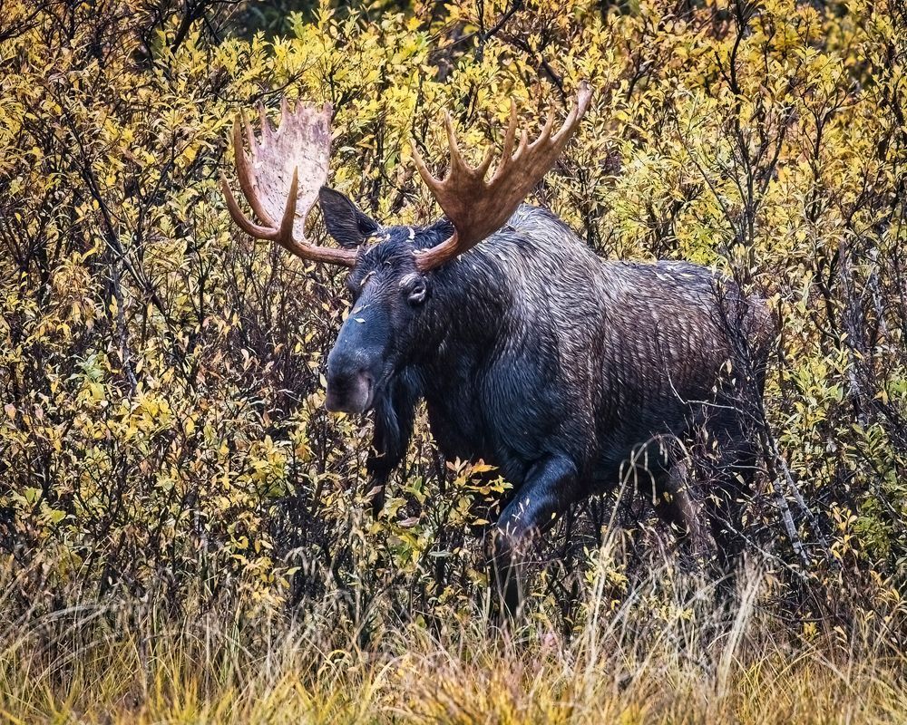 Scott kasden | Shop photo of moose walking in AK mountains
