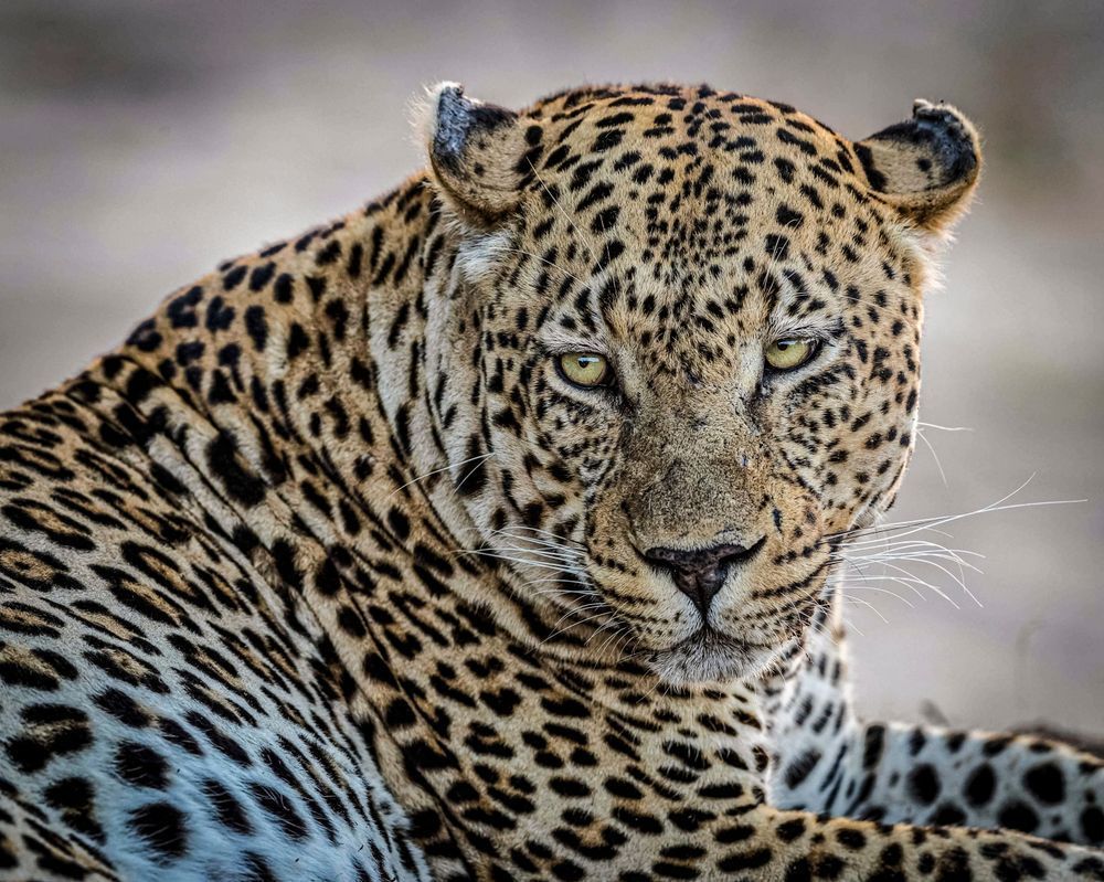 Scott Kasden Leopard Eye Contact 2 Tc5zyt Photography Art | Kasdenphotography.art