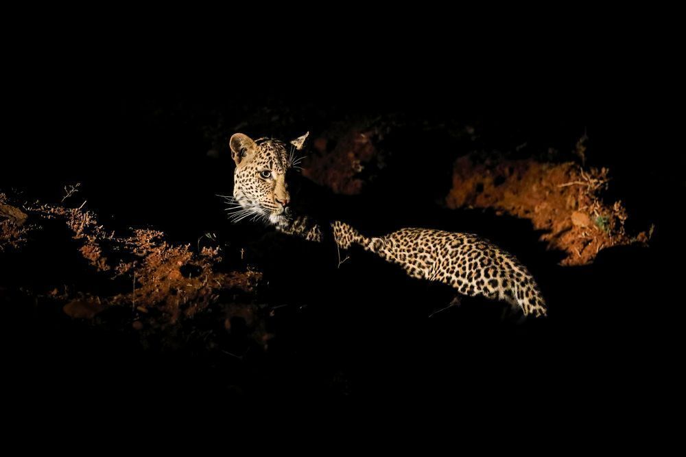 Scott Kasden | Shop Photo of leopard on drive night safari