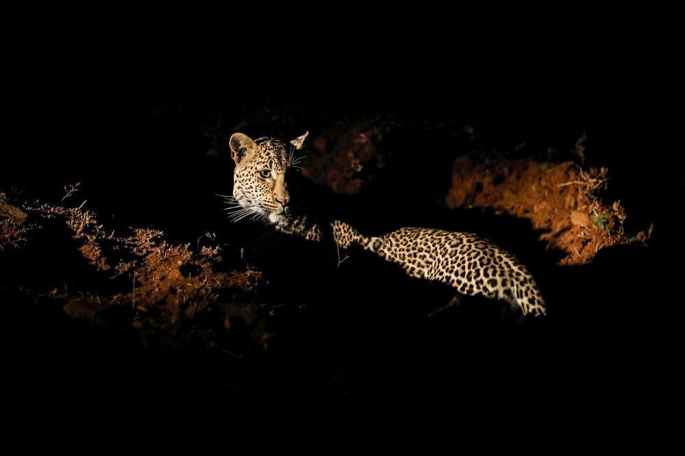 Scott Kasden Leopard Night Drive Safari Yg4clh Photography Art | Kasdenphotography.art