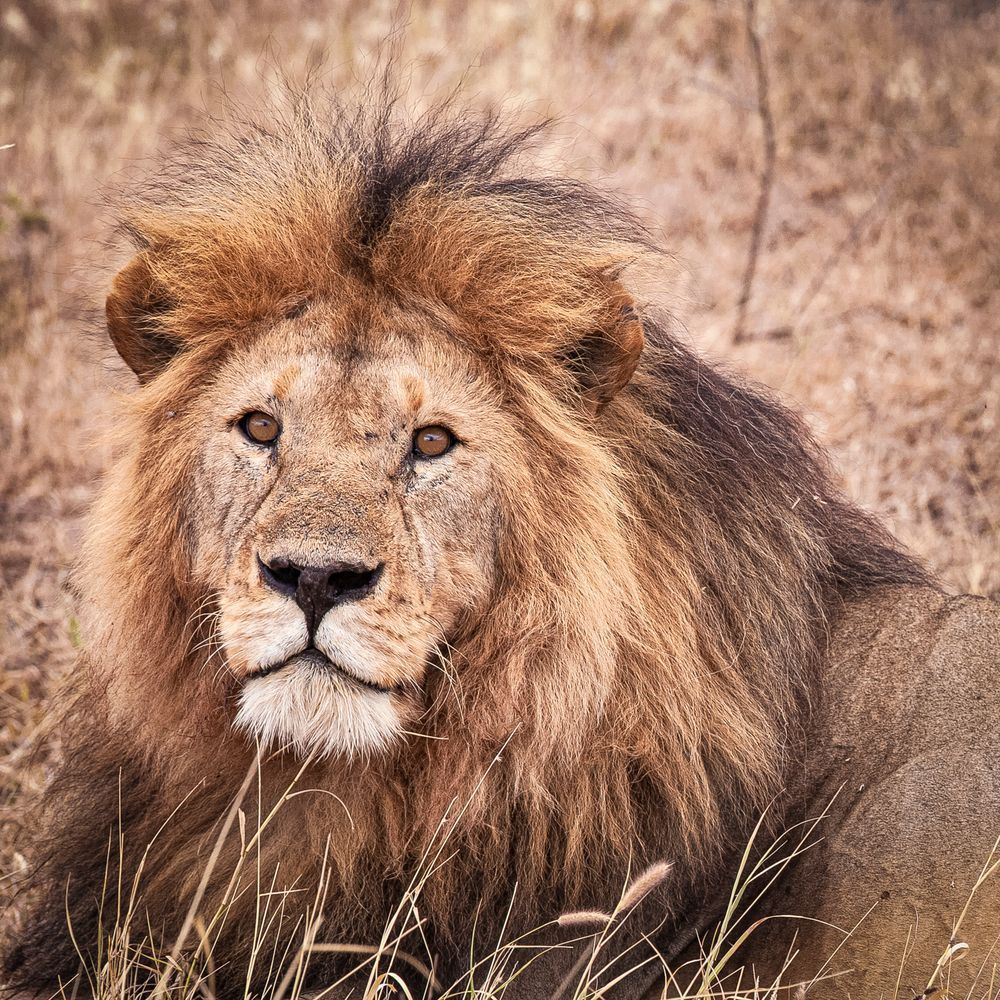 Scott Kasden | Shop Photograph of lion making eye contact
