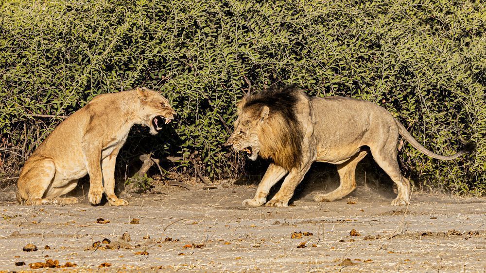 Scott Kasden | Shop Wildlife photograph of Courting Lions