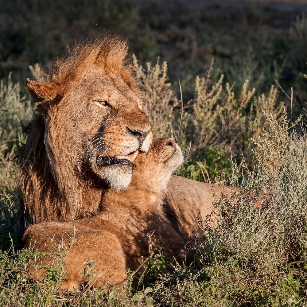 Scott Kasden | Shop Photo of lion snuggling with his cub