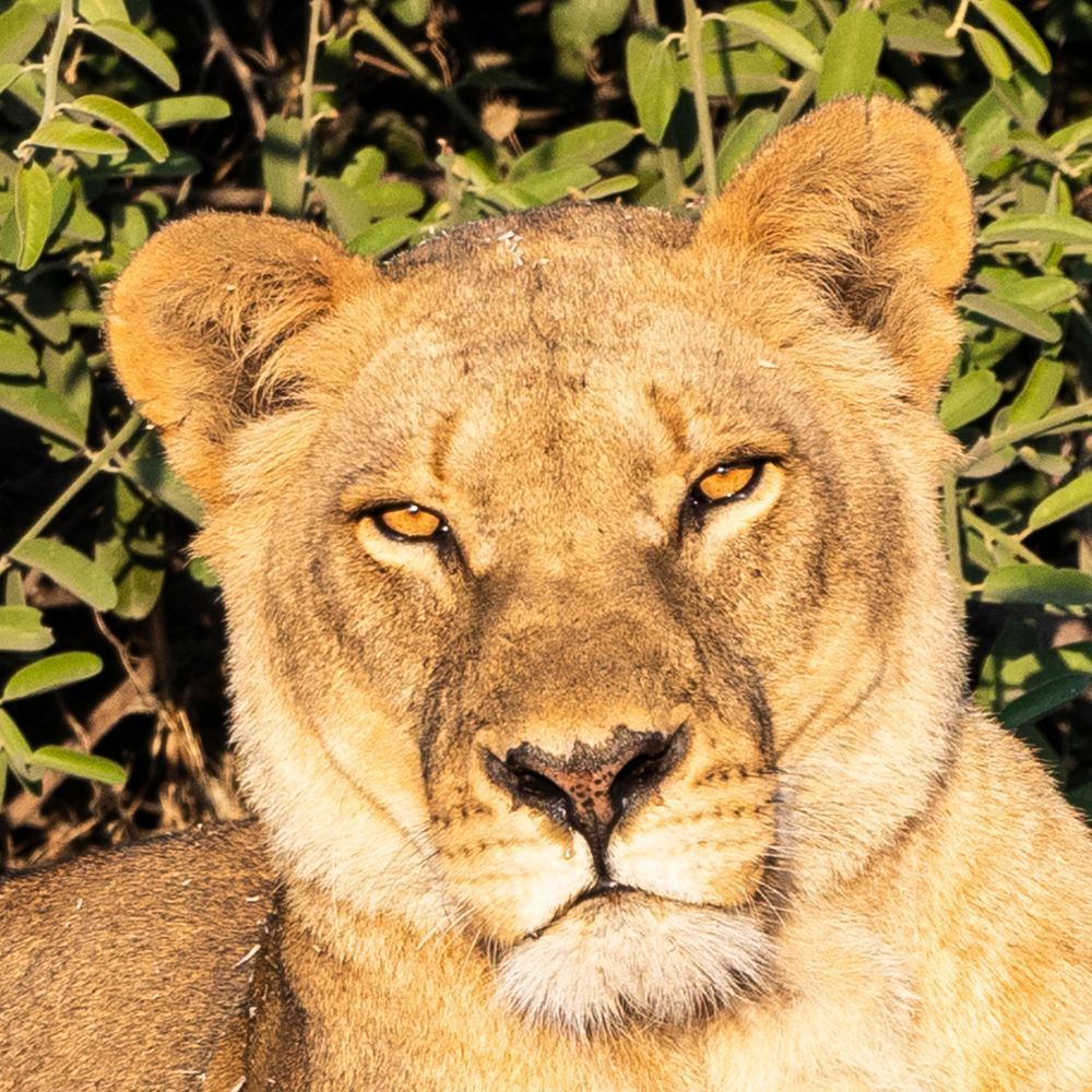 Scott Kasden Lioness Close Up Dsq1k2 Photography Art | Kasdenphotography.art