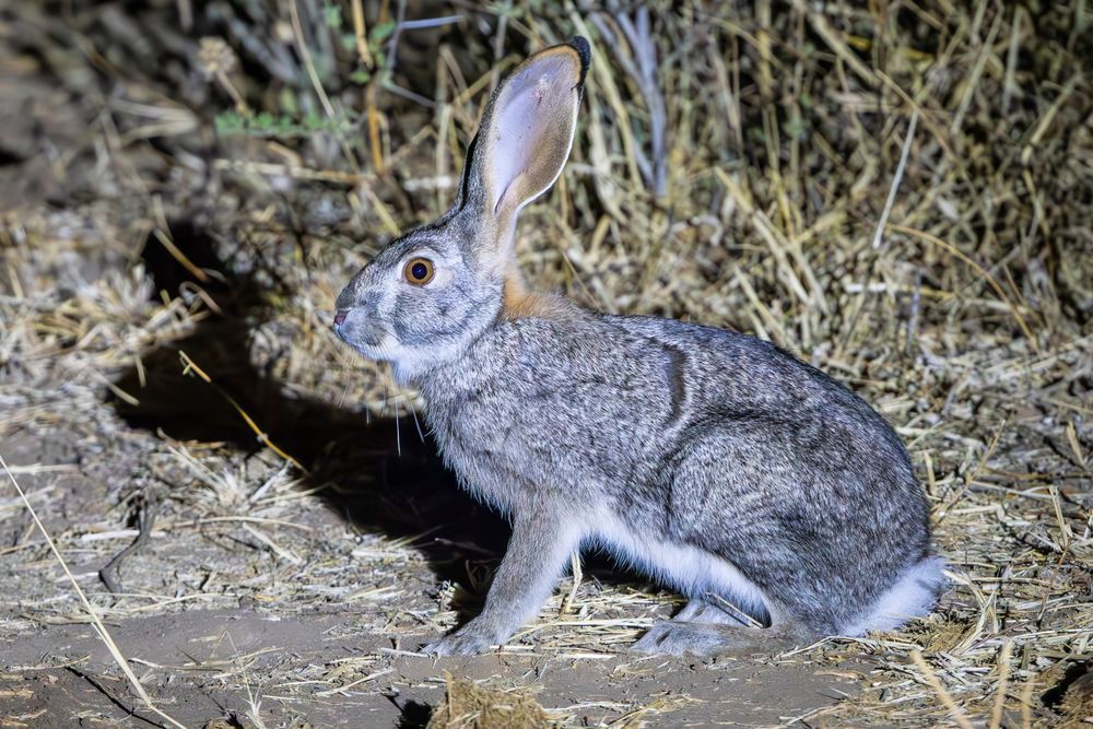 Scott kasden | Shop photograph of Hare on Night Drive Safari
