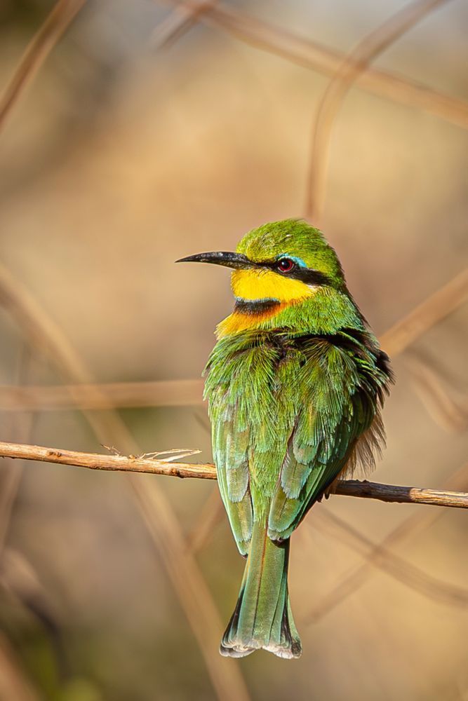 Scott kasden | Shop photograph of African Bee Eater 
