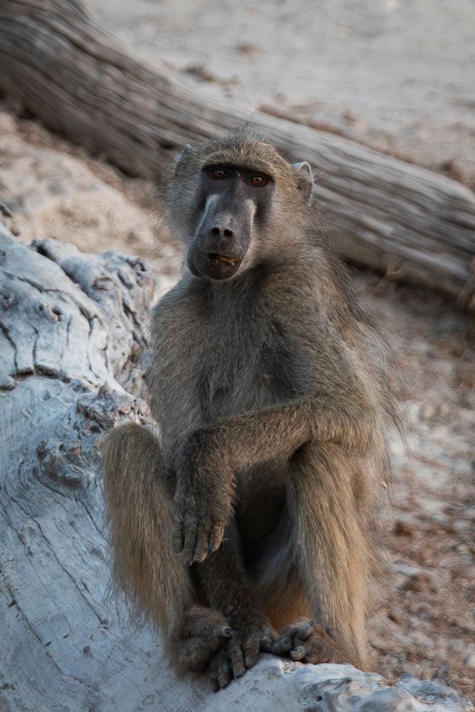Scott kasden | Shop photograph of baboon on felled tree
