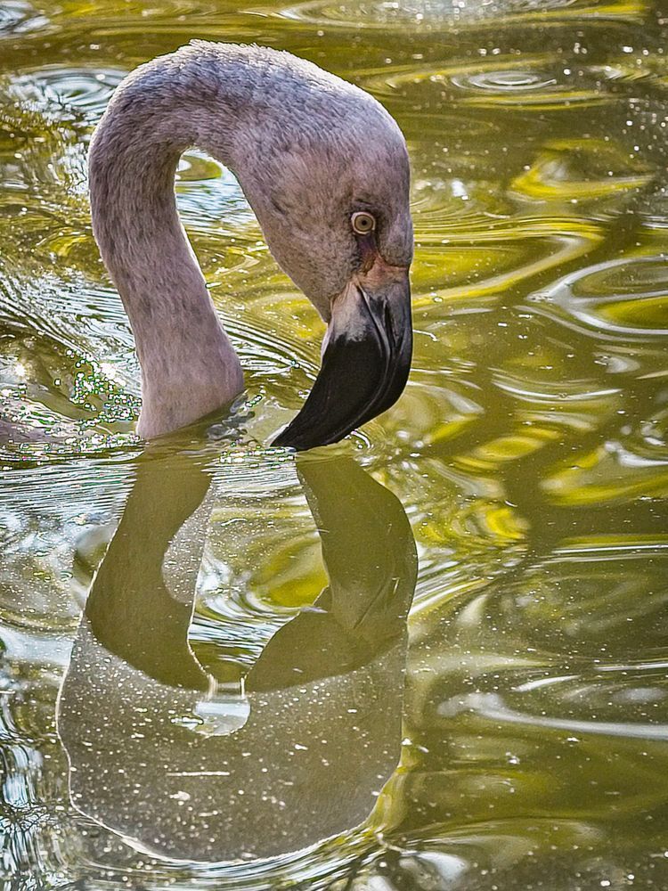 Bird Flamingo Photography Art | Kasdenphotography.art