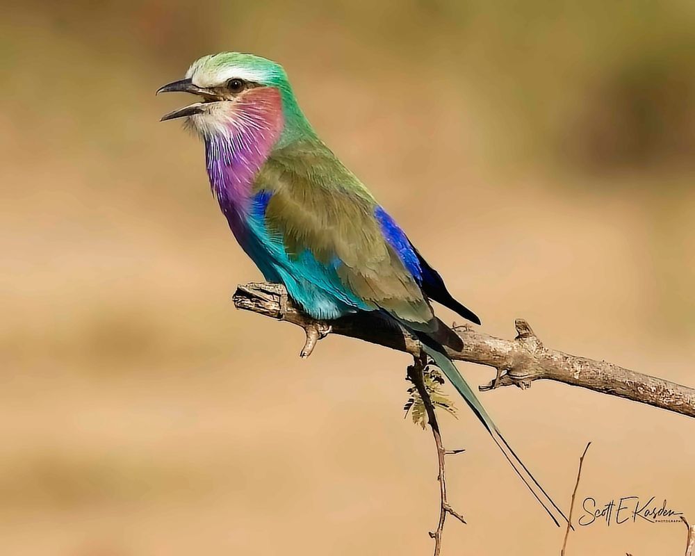 Bird Lilac Breasted Roller Photography Art | Kasdenphotography.art