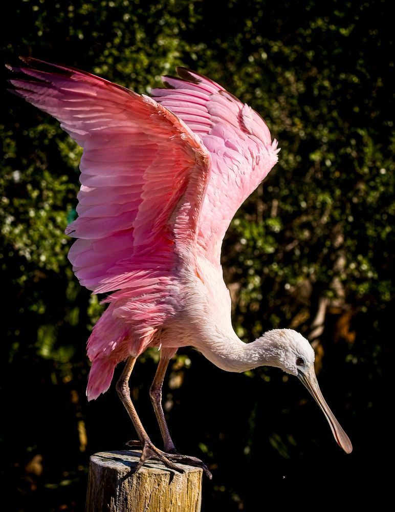 Bird Roseated Spoonbill 2 Photography Art | Kasdenphotography.art