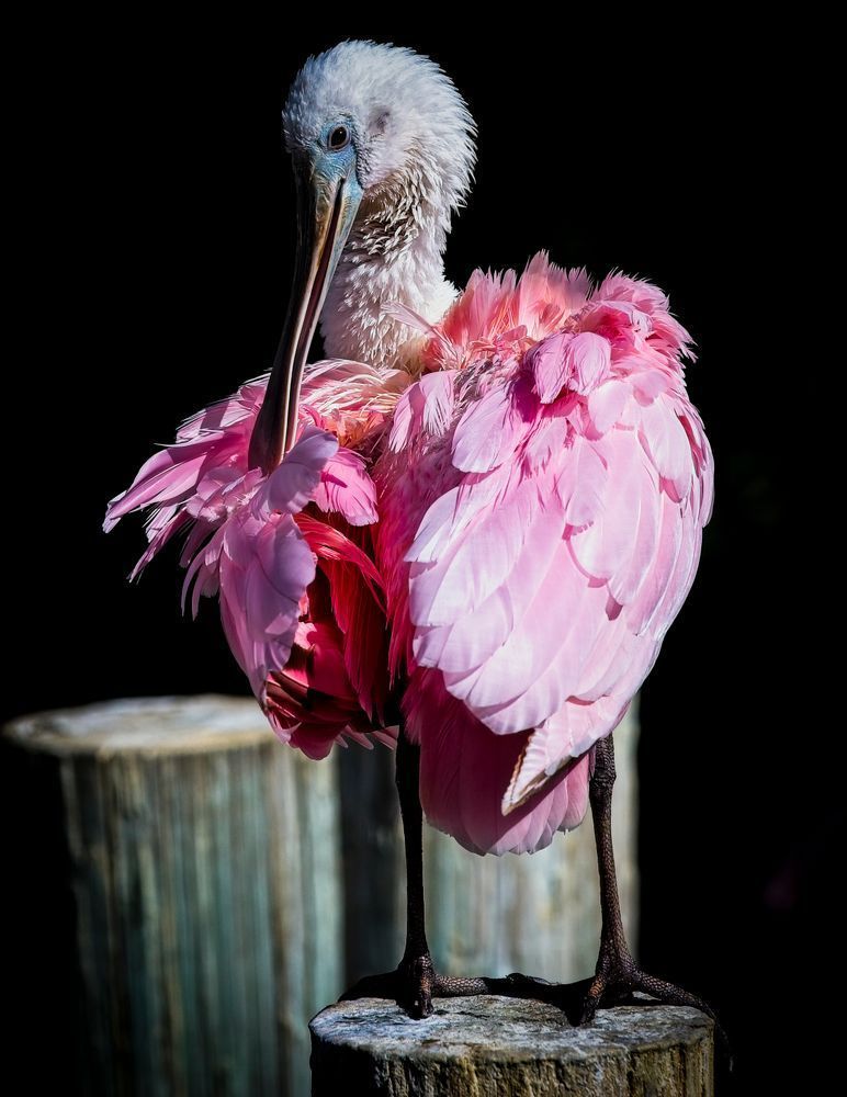 Bird Roseate Spoonbill Photography Art | Kasdenphotography.art