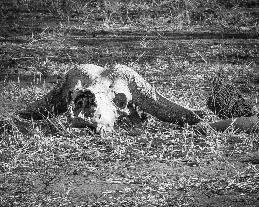 Scott Kasden | Shop photo of buffalo skull in Botswana
