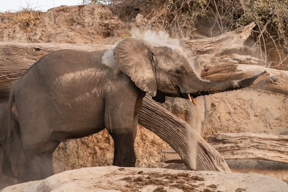 Scott kasden | Shop young elephant taking dirt shower
