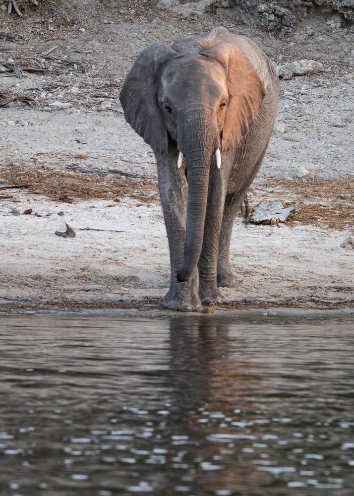 Kasden | Shop Photograph of lone elephant in Okavango Delta