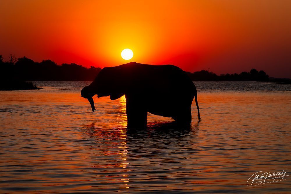  Scott Kasden | Shop photo of elephant in Delta at sunset