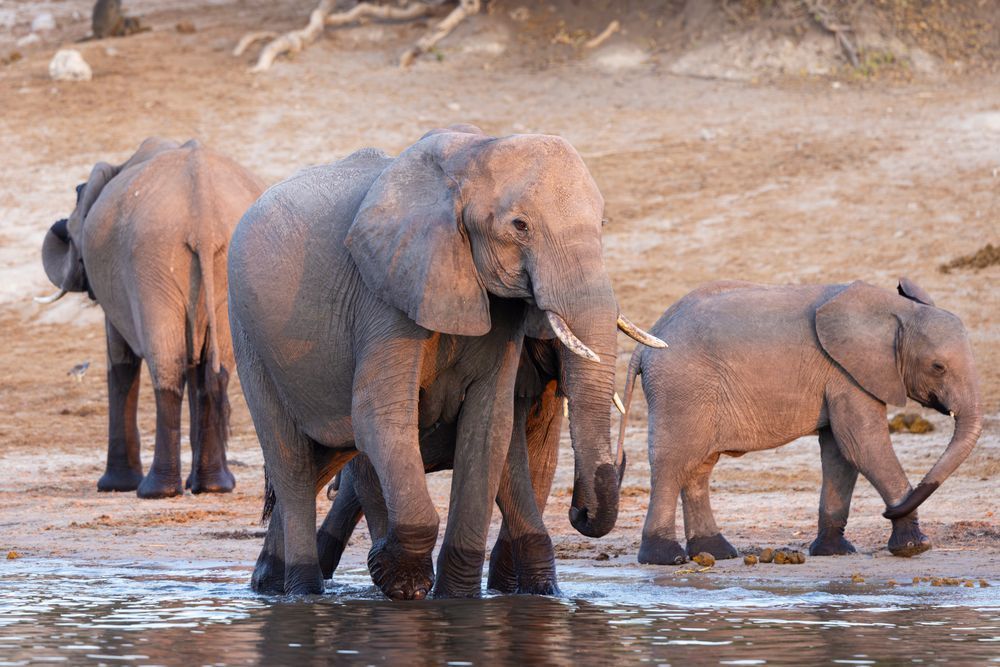 Scott Kasden | Shop Photo of Elephants in the Okavango Delta