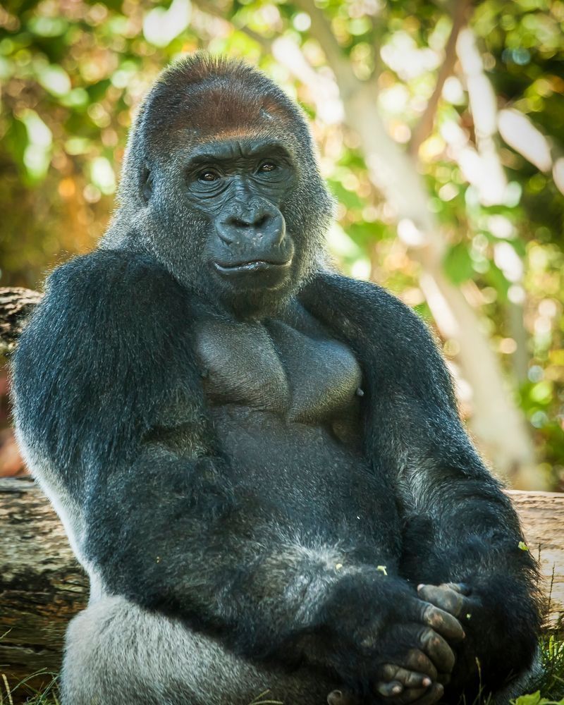 Scott Kasden | Shop Photo of a handsome male gorilla
