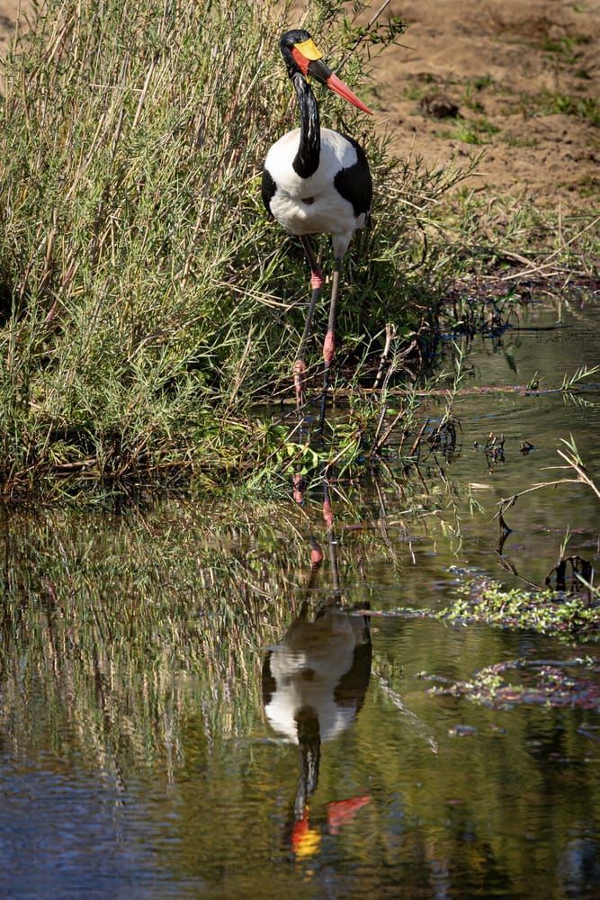 Saddle Billed Stork Photography Art | Kasdenphotography.art