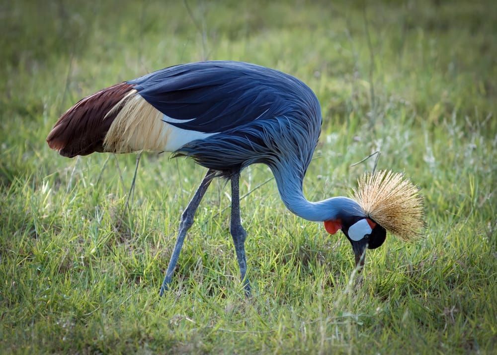 Grey Crowned Crane  Mug Photography Art | Kasdenphotography.art