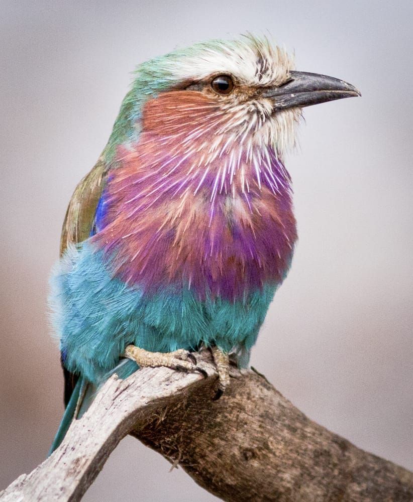 Lilac Breasted Roller Photography Art | Kasdenphotography.art