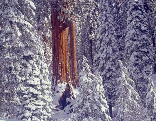 High resolution fine art photography of majestic forests by Greg Probst