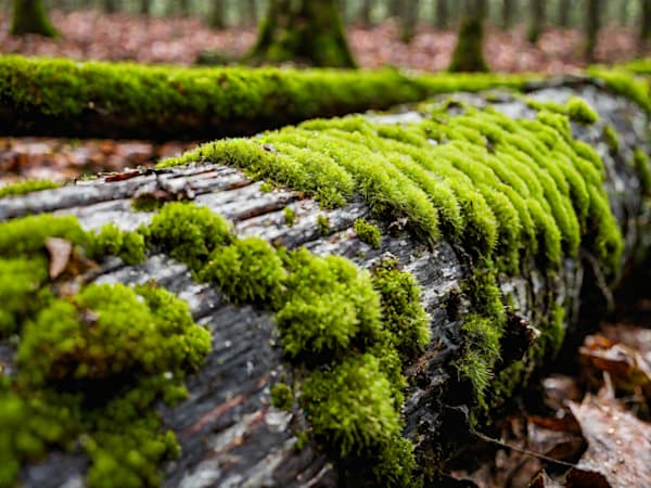 Log with Moss