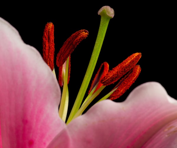 Stargazer Lilly Closeup