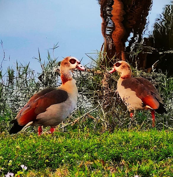Wildlife