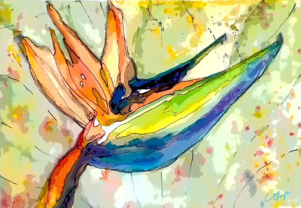 Bird Of Paradise Art | csharp art