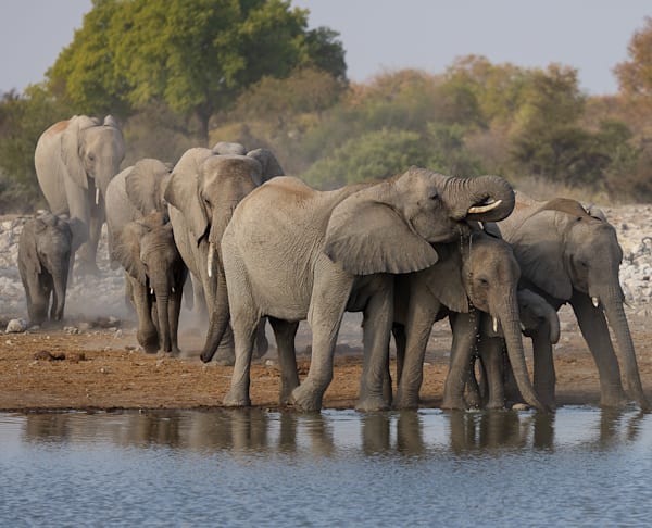 An Afternoon Gathering