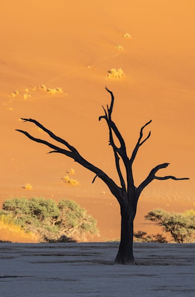Deadvlei Deadtree