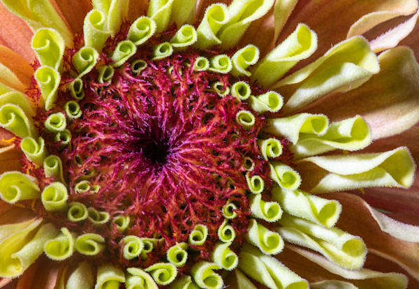 Nature's Patterns