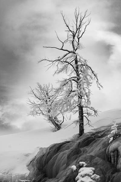 Mammoth Trees