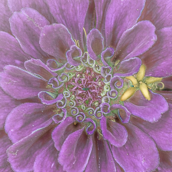 Sketchy Purple