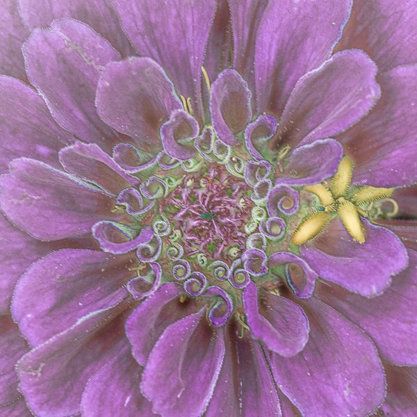 The Zinnia Project