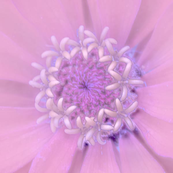 Shades of Pink