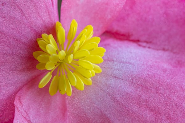 Pink Begonia