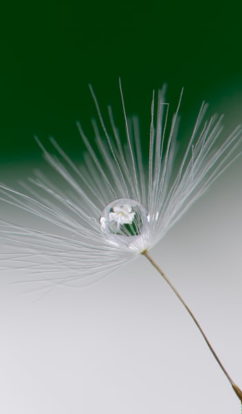 White Lily Refraction