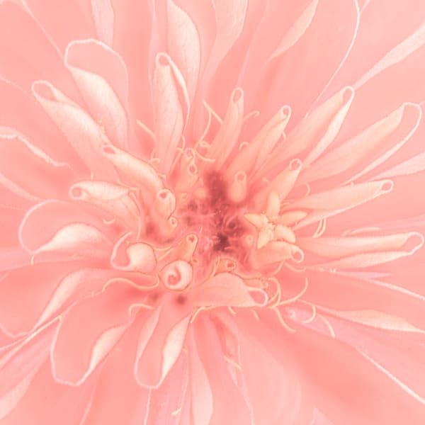 star pink