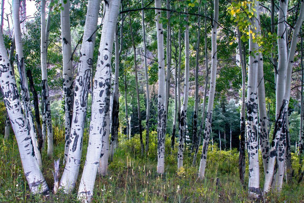 Aspen Grove Photography Art | Kimberly Umstead Photography