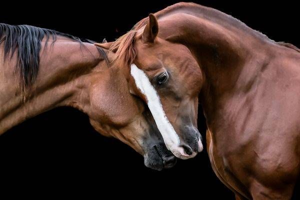 Horses