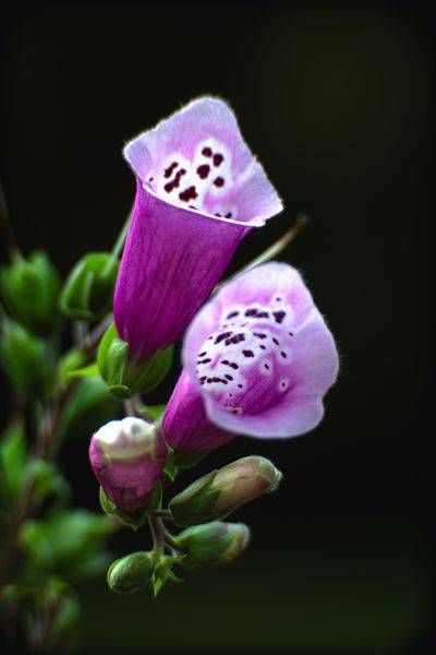 Foxglove 1 Of 1 Photography Art | Kimberly Umstead Photography