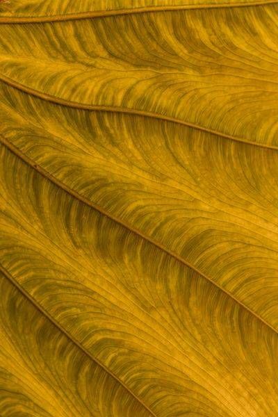 Golden Elephant Ear Photography Art | Kimberly Umstead Photography