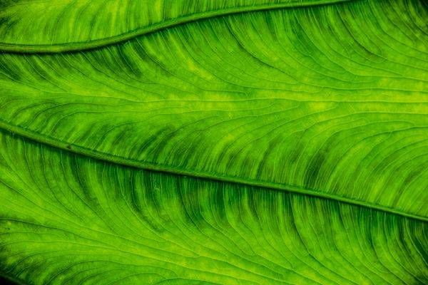 Edgy Elephant Ear Photography Art | Kimberly Umstead Photography